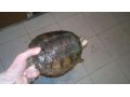 Каймановая черепаха 2.5 года в городе Санкт-Петербург, фото 1, Ленинградская область
