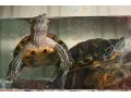 Продам 2х красноухих черепах в городе Тюмень, фото 1, Тюменская область