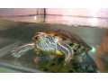 черепаха красноухая в городе Псков, фото 1, Псковская область