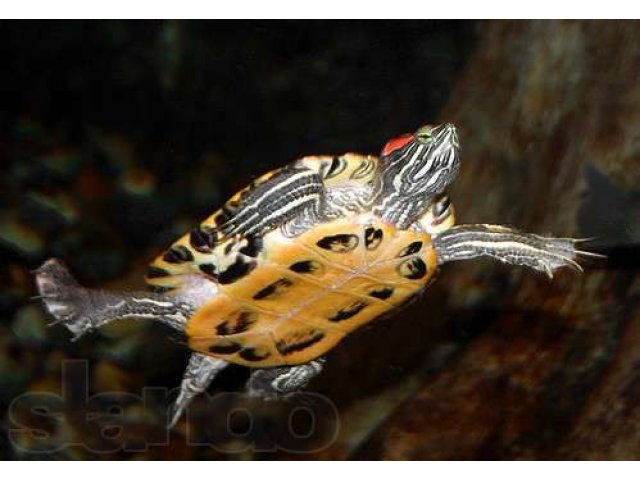 красноухая черепаха в городе Искитим, фото 1, стоимость: 1 000 руб.