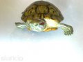 Продам красноухую черепаху в городе Оренбург, фото 1, Оренбургская область