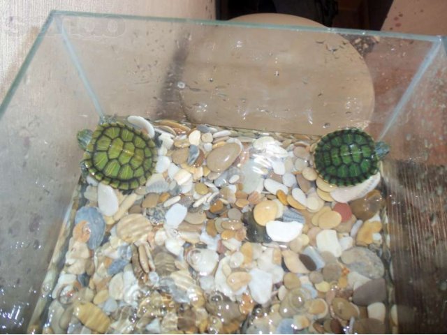 Продаются красноухие черепашки с оборудованием в городе Иркутск, фото 1, Иркутская область