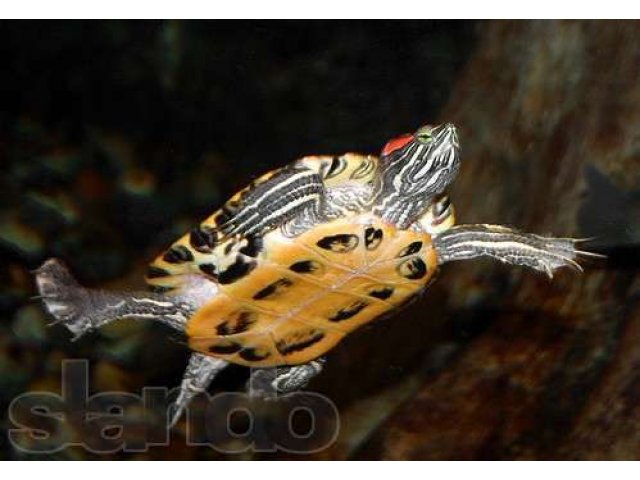 Красноухая черепаха в городе Салават, фото 1, стоимость: 250 руб.