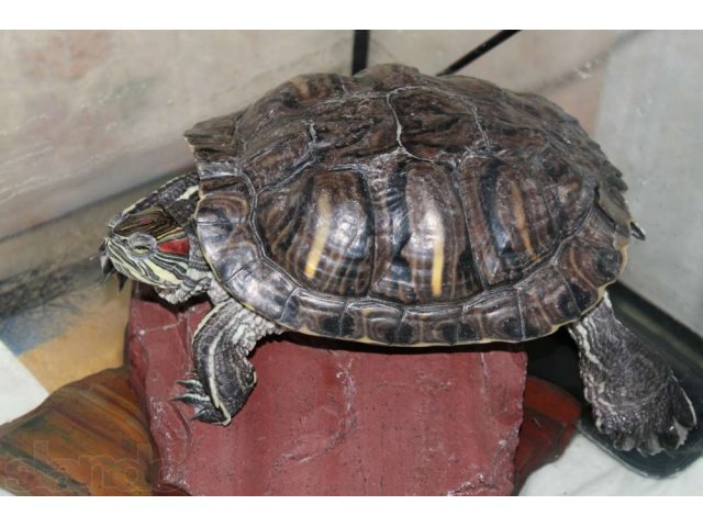 Продам морскую черепаху в городе Челябинск, фото 1, Рептилии