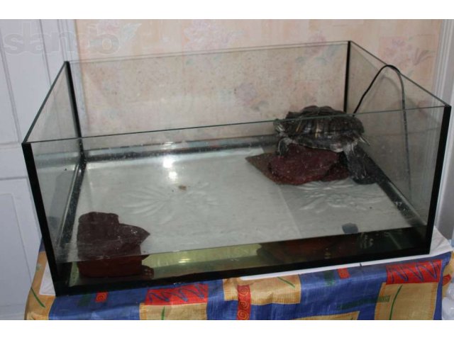 Продам морскую черепаху в городе Челябинск, фото 2, Челябинская область