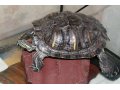 Продам морскую черепаху в городе Челябинск, фото 1, Челябинская область