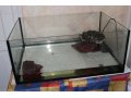 Продам морскую черепаху в городе Челябинск, фото 2, стоимость: 3 000 руб.