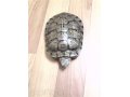 срочно Продам водяную черепаху в городе Тюмень, фото 1, Тюменская область