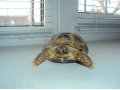 Сухопутная черепаха в городе Магнитогорск, фото 1, Челябинская область