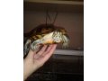 Продам морскую черепаху с аквариумом в городе Железногорск, фото 1, Красноярский край