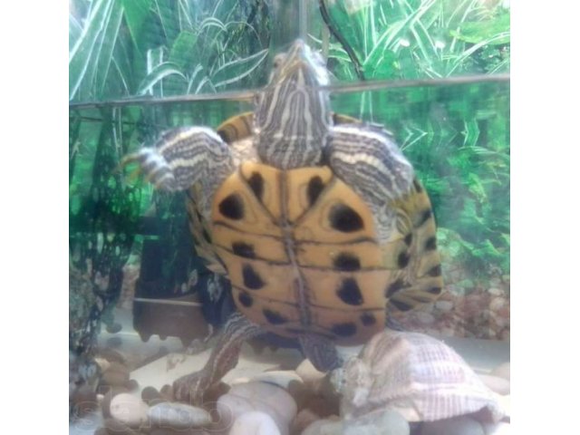 Черепаха+аквариум+фильтр для аквариума в городе Кириши, фото 1, стоимость: 2 000 руб.