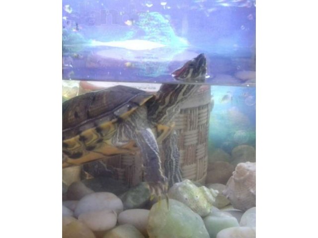 Черепаха+аквариум+фильтр для аквариума в городе Кириши, фото 2, Рептилии