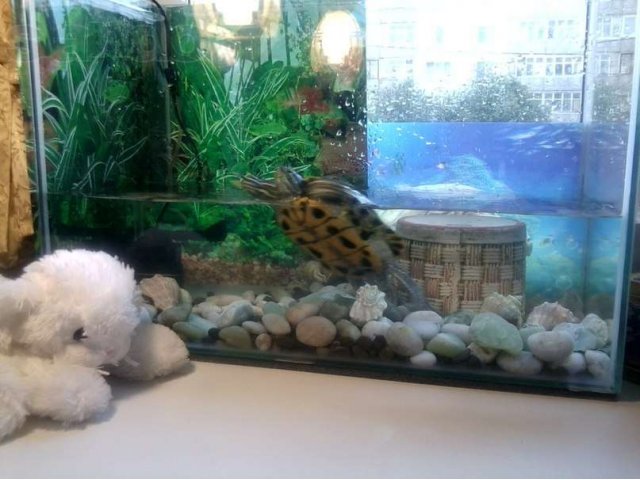 Черепаха+аквариум+фильтр для аквариума в городе Кириши, фото 4, стоимость: 2 000 руб.