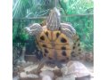 Черепаха+аквариум+фильтр для аквариума в городе Кириши, фото 1, Ленинградская область