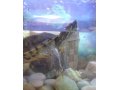 Черепаха+аквариум+фильтр для аквариума в городе Кириши, фото 2, стоимость: 2 000 руб.