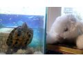 Черепаха+аквариум+фильтр для аквариума в городе Кириши, фото 3, Рептилии