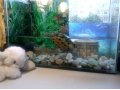 Черепаха+аквариум+фильтр для аквариума в городе Кириши, фото 4, Ленинградская область