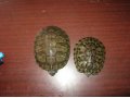 2 черепахи в городе Тверь, фото 1, Тверская область