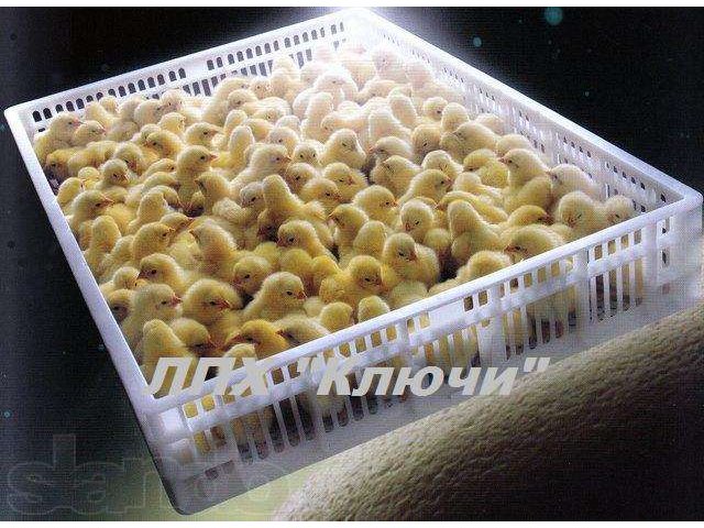 Цыплята бройлеров в городе Курган, фото 1, стоимость: 27 руб.