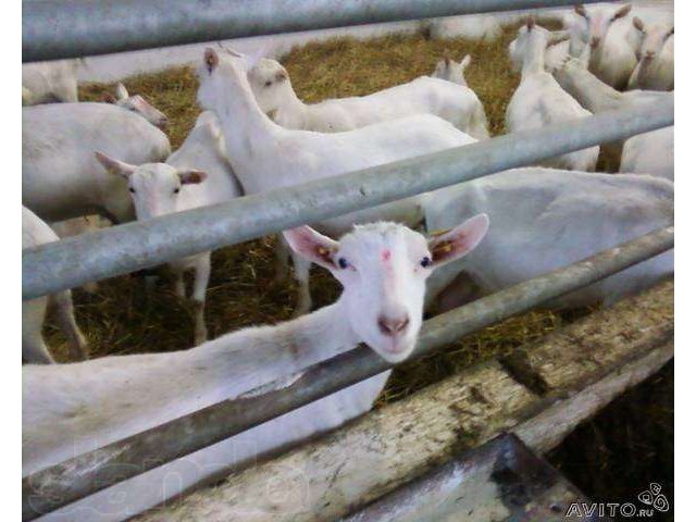 Зааненская,Нубийская,Альпийская породы коз.С документами. в городе Киржач, фото 1, Сельхоз животные