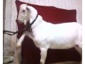 Зааненская,Нубийская,Альпийская породы коз.С документами. в городе Киржач, фото 2, стоимость: 18 000 руб.