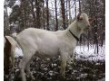 Зааненская,Нубийская,Альпийская породы коз.С документами. в городе Киржач, фото 8, стоимость: 18 000 руб.