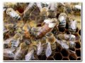 Пчеломатки, пчелопакеты в городе Киров, фото 1, Кировская область