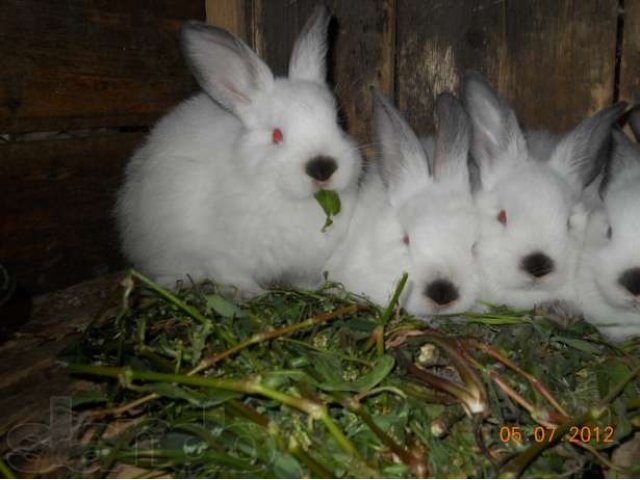 Продам кроликов калифорнийской породы в городе Уварово, фото 1, Сельхоз животные