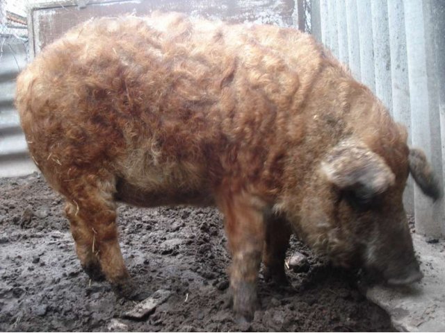 Хряк венгерской пуховой мангалицы для вязки в городе Брянск, фото 4, Сельхоз животные