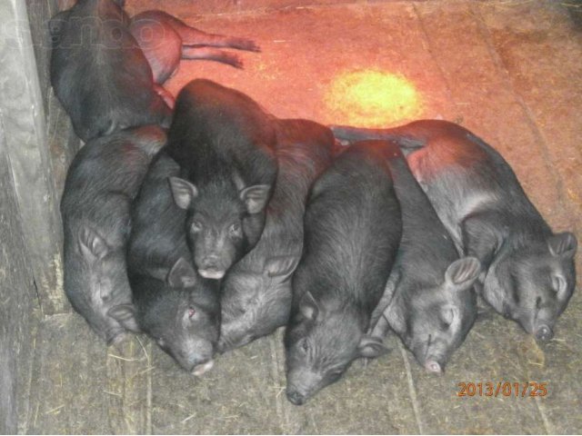 Вьетнамская вислобрюхая в городе Суздаль, фото 1, Сельхоз животные