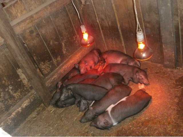 Вьетнамская вислобрюхая в городе Суздаль, фото 2, Владимирская область