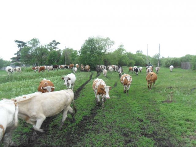 Продам коров в городе Благовещенск, фото 1, Амурская область