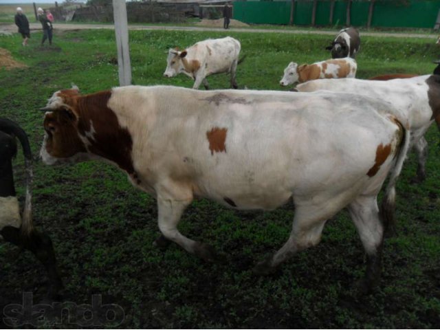Продам коров в городе Благовещенск, фото 2, стоимость: 35 000 руб.