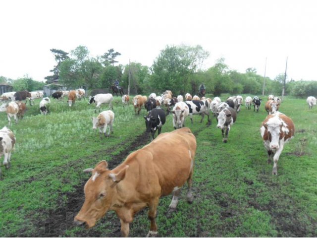 Продам коров в городе Благовещенск, фото 3, Сельхоз животные
