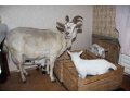 Продаю козу с козлятами в городе Ясногорск, фото 1, Тульская область