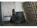 Продаются чистокровные кролики-акселераты в городе Оренбург, фото 1, Оренбургская область