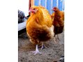 Суточные цыплята. в городе Краснодар, фото 1, Краснодарский край