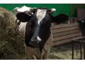 Продам дойную корову и тёлочку в городе Павловский Посад, фото 1, Московская область