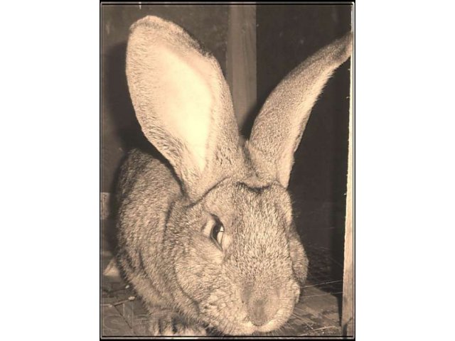 Продаю Кроликов Породы Бельгийский Фландер в городе Оренбург, фото 1, стоимость: 1 000 руб.