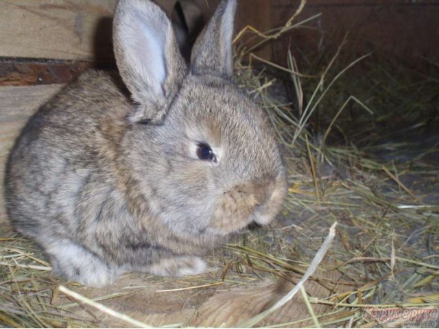 Продаю Кроликов Породы Бельгийский Фландер в городе Оренбург, фото 3, Оренбургская область