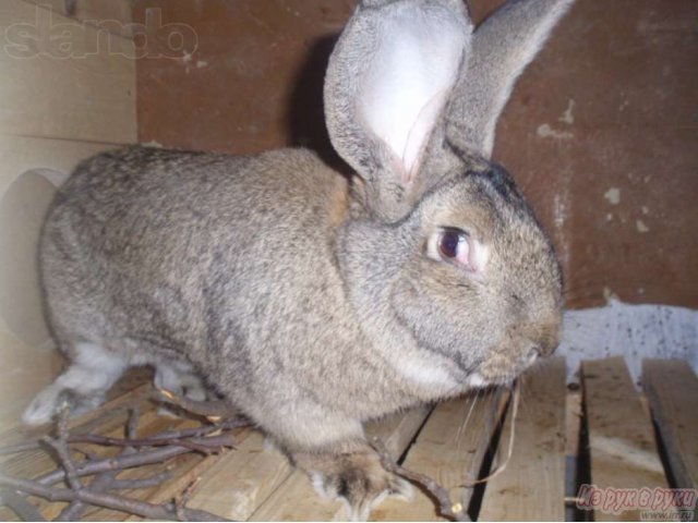Продаю Кроликов Породы Бельгийский Фландер в городе Оренбург, фото 4, стоимость: 1 000 руб.