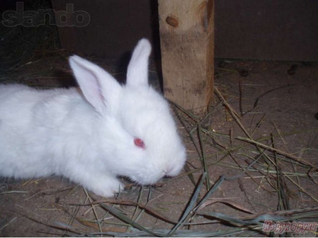 Продаю Кроликов Породы Бельгийский Фландер в городе Оренбург, фото 5, Сельхоз животные