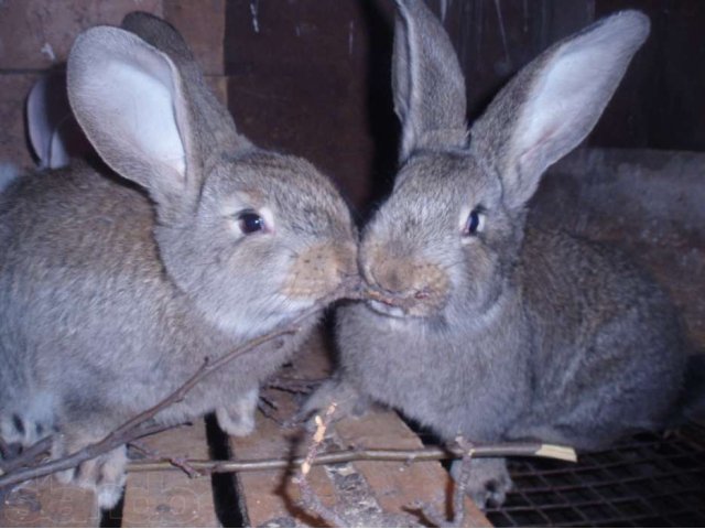 Продаю Кроликов Породы Бельгийский Фландер в городе Оренбург, фото 7, стоимость: 1 000 руб.