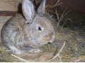 Продаю Кроликов Породы Бельгийский Фландер в городе Оренбург, фото 3, Сельхоз животные
