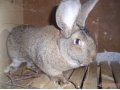 Продаю Кроликов Породы Бельгийский Фландер в городе Оренбург, фото 4, Оренбургская область
