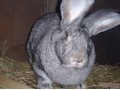 Продаю Кроликов Породы Бельгийский Фландер в городе Оренбург, фото 6, Сельхоз животные