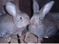 Продаю Кроликов Породы Бельгийский Фландер в городе Оренбург, фото 7, Оренбургская область