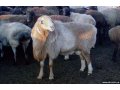 Курдючные овцы в городе Кувандык, фото 1, Оренбургская область