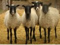 Овцы Романовской породы! в городе Оренбург, фото 1, Оренбургская область
