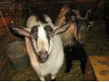 Продам коз и козла!!! в городе Октябрьск, фото 1, Самарская область